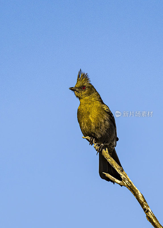 phainopepla或北phainopepla, phainopepla nitens，是主要在热带中美洲的绵蝇科(piliogonatidae)最北的代表。下加利福尼亚南部，墨西哥。